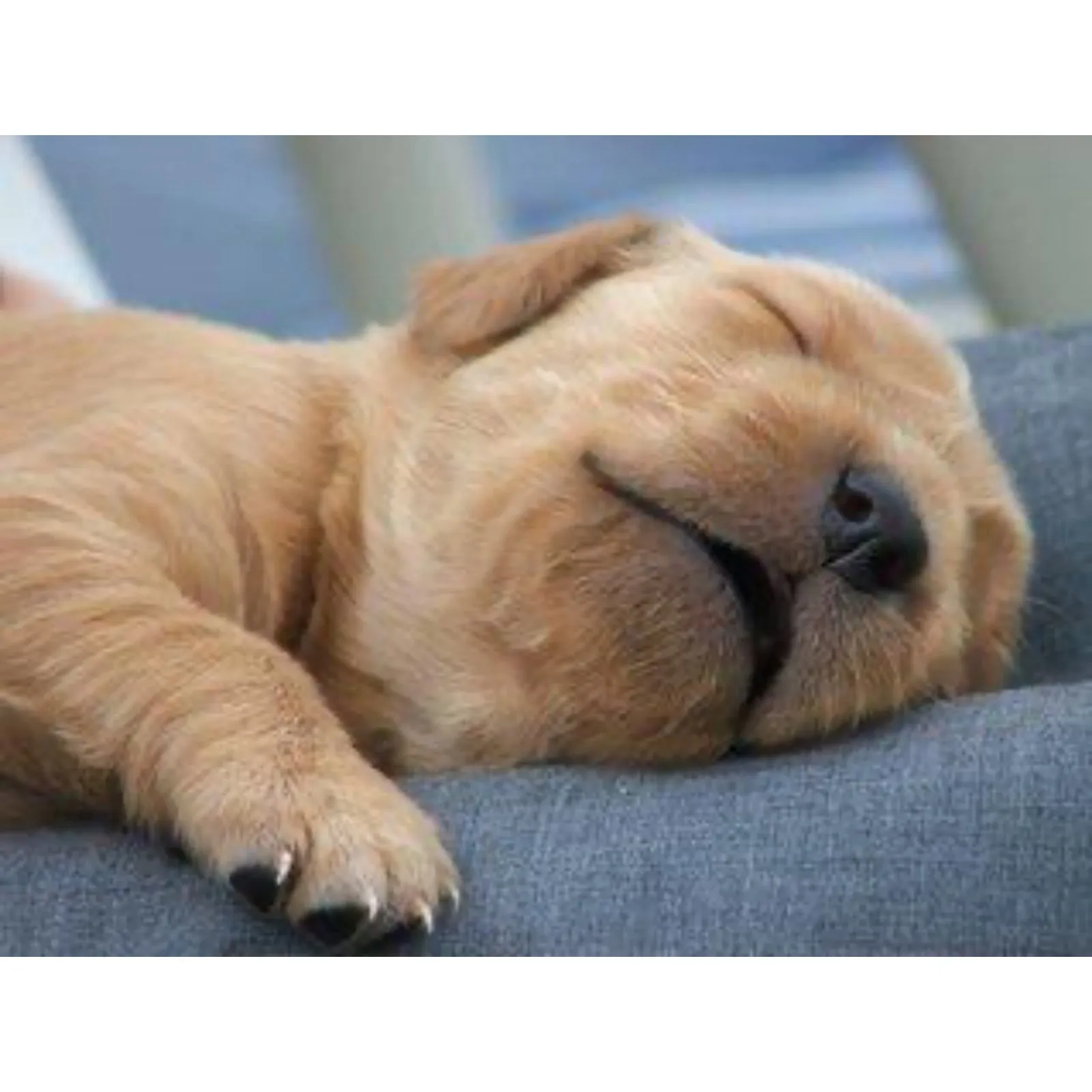 Puppy Travel Drops